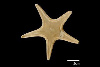 Media type: image; Invertebrate Zoology AST-41   Description: whole body;  Aspect: dorsal